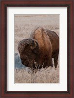 Framed American Bison On A Frosty Morning