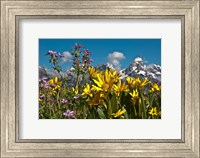 Framed Mule's Ear And Sticky Geraniumm Wyoming