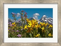 Framed Mule's Ear And Sticky Geraniumm Wyoming
