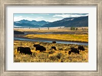 Framed Bison Herd Feeding, Lamar River Valley, Yellowstone National Park
