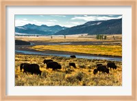 Framed Bison Herd Feeding, Lamar River Valley, Yellowstone National Park