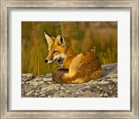 Framed Red Fox Resting, Yellowstone National Park, Wyoming