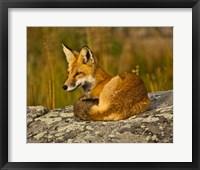 Framed Red Fox Resting, Yellowstone National Park, Wyoming