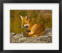 Framed Red Fox Resting, Yellowstone National Park, Wyoming