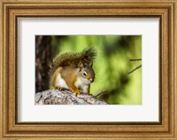 Framed Red Tree Squirrel Posing On A Branch