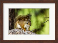 Framed Red Tree Squirrel Posing On A Branch