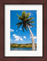 Framed Umatac Bay Palm Tree, Guam