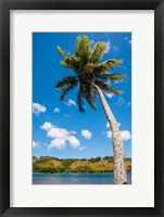 Framed Umatac Bay Palm Tree, Guam
