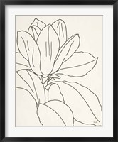Framed Magnolia Line Drawing v2 Crop
