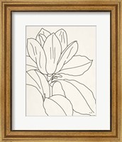 Framed Magnolia Line Drawing v2 Crop