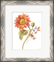 Framed 'Floursack Autumn II on White' border=