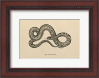 Framed Vintage Boa Constrictor