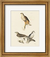 Framed Birds of Prey II