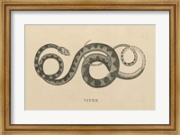 Framed Vintage Viper