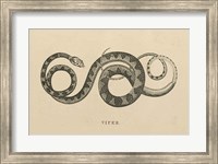 Framed Vintage Viper