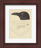 Framed Bird Prints II