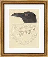 Framed Bird Prints II
