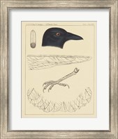 Framed Bird Prints I