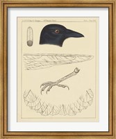Framed Bird Prints I