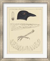 Framed Bird Prints I