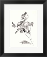 Framed Peony Blossoms Gray
