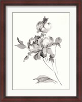 Framed Peony Blossoms Gray