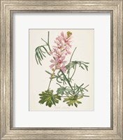 Framed 'Antique Botanical LVII Cream' border=