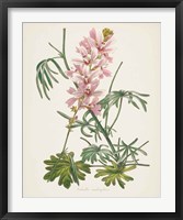 Framed 'Antique Botanical LVII Cream' border=