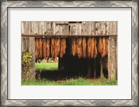 Framed Tobacco Barn
