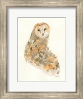 Framed Barn Owl