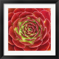 Framed Fuzzy Red Succulent