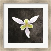 Framed Contemporary Floral Trillium