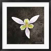 Framed Contemporary Floral Trillium