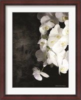 Framed Contemporary White Orchids