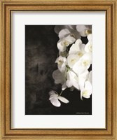Framed Contemporary White Orchids