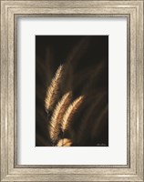 Framed Golden Grass III