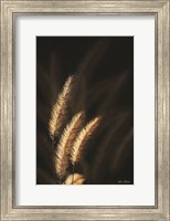 Framed Golden Grass III