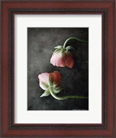 Framed Contemporary Floral Pink Ranunculus
