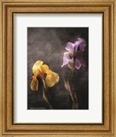 Framed Contemporize Floral Iris