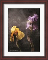 Framed Contemporize Floral Iris