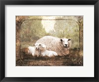 Framed Vintage Ewe and Sleeping Lambs