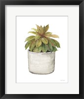 Mixed Greens Succulent III Framed Print