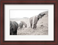 Framed Horses of Hofn II BW