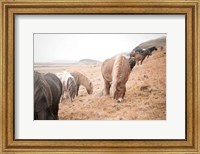 Framed Horses of Hofn II