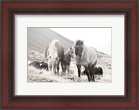 Framed Horses of Hofn I BW