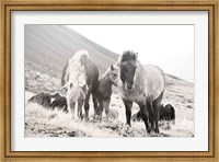 Framed Horses of Hofn I BW