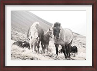 Framed Horses of Hofn I BW