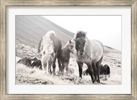 Framed Horses of Hofn I BW