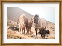 Framed Horses of Hofn I