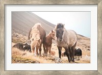 Framed Horses of Hofn I